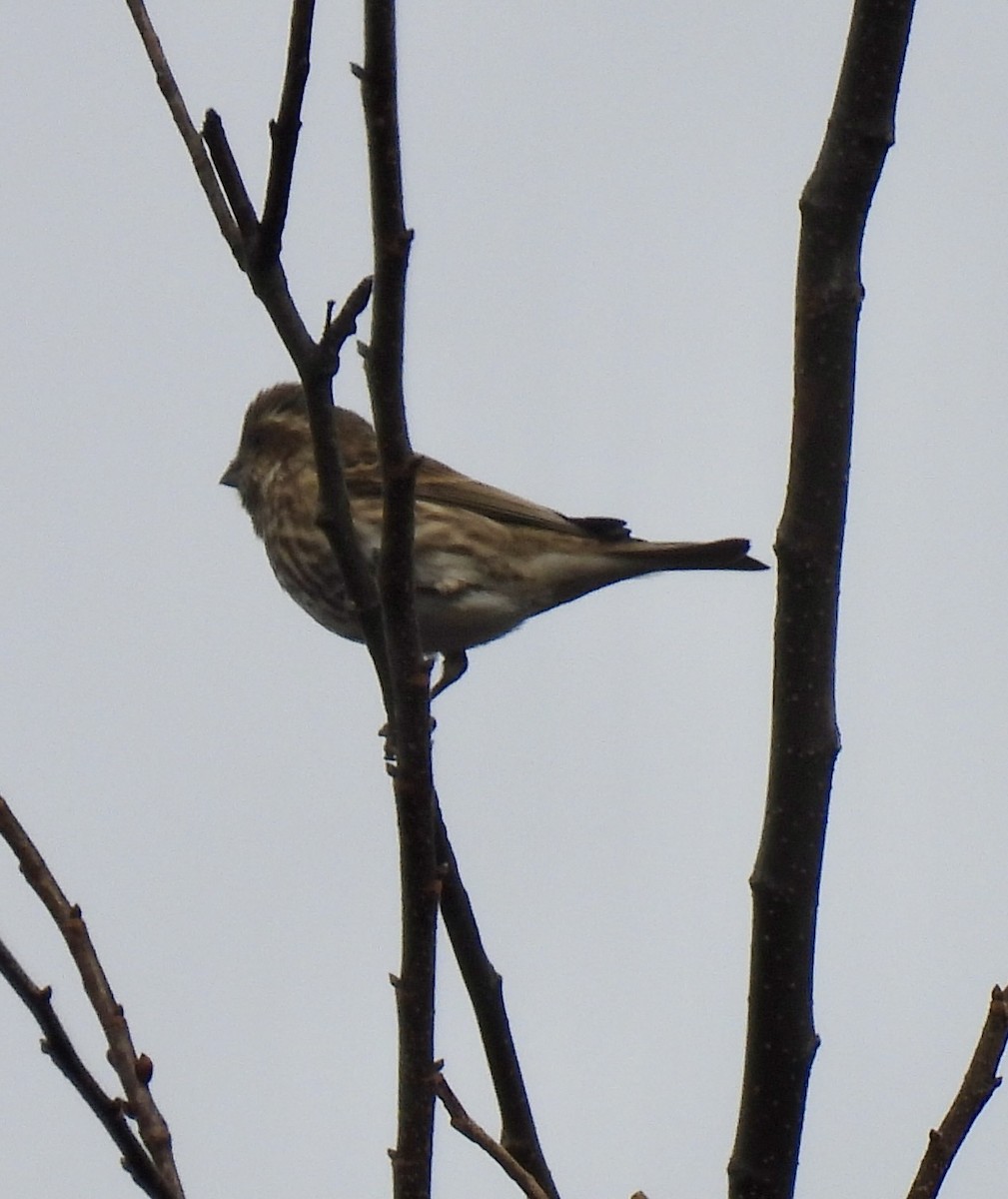 hýl nachový - ML645870025