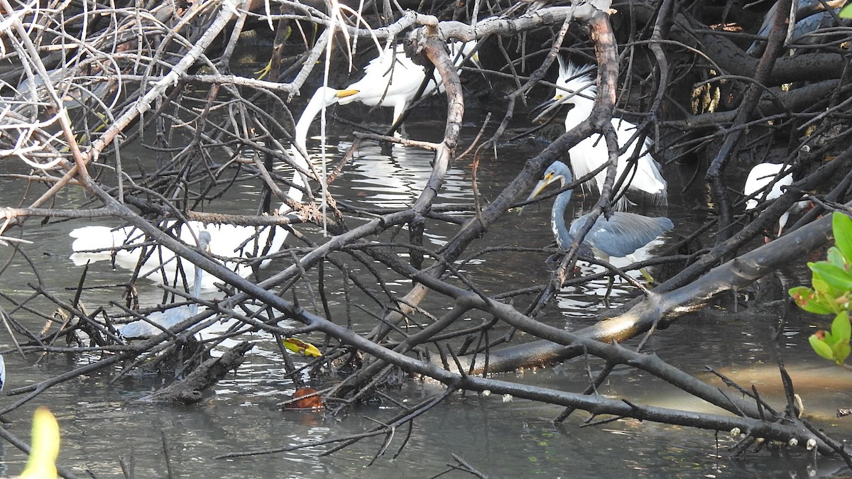 Tricolored Heron - ML645870031