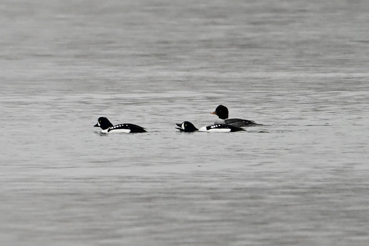 Barrow's Goldeneye - ML645870036