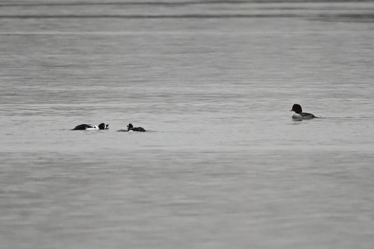 Barrow's Goldeneye - ML645870037