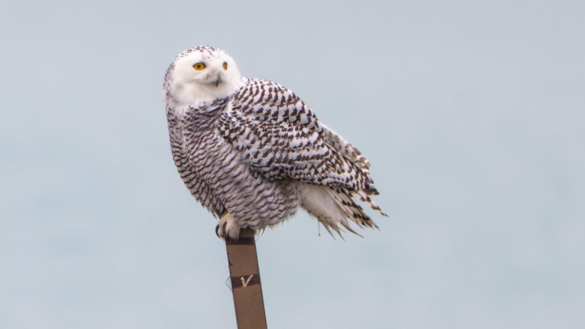 לילית שלג - ML645870039