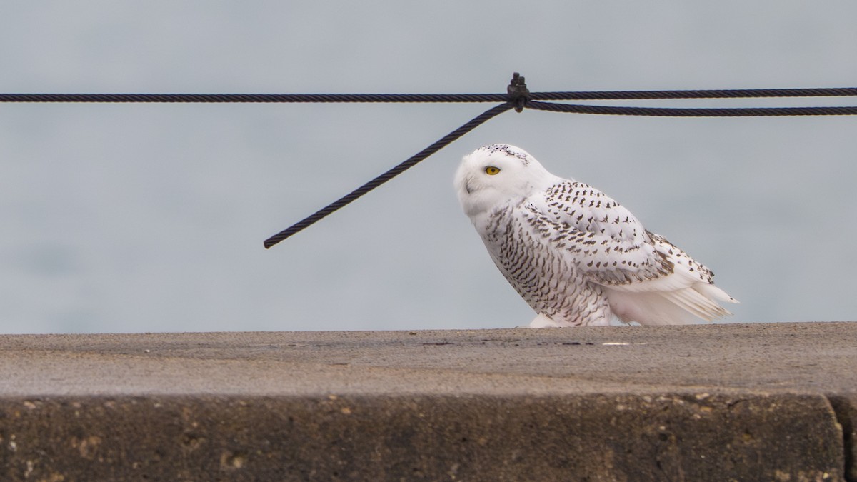 לילית שלג - ML645870040