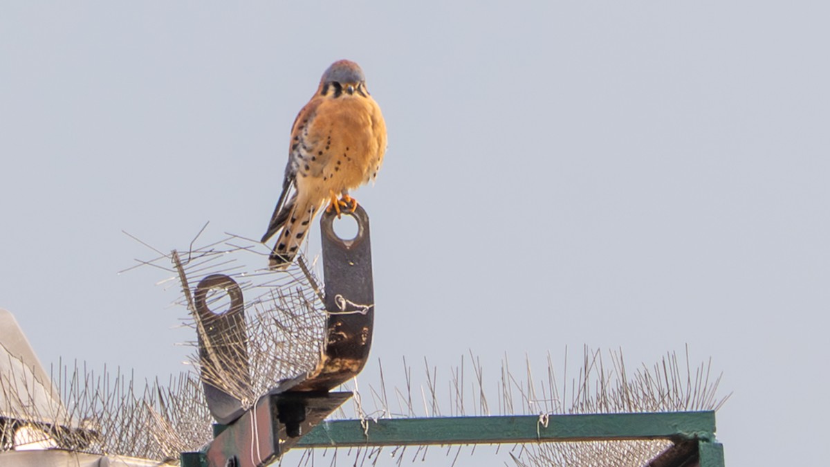 בז אמריקני - ML645870046