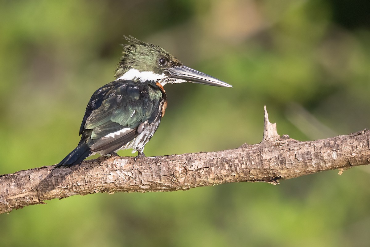 Amazon Kingfisher - ML645870049