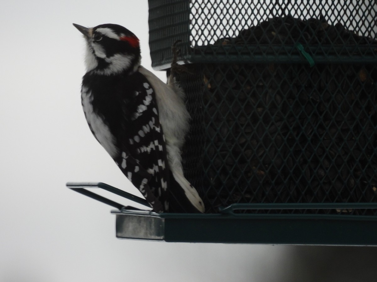 Downy Woodpecker - ML645870050