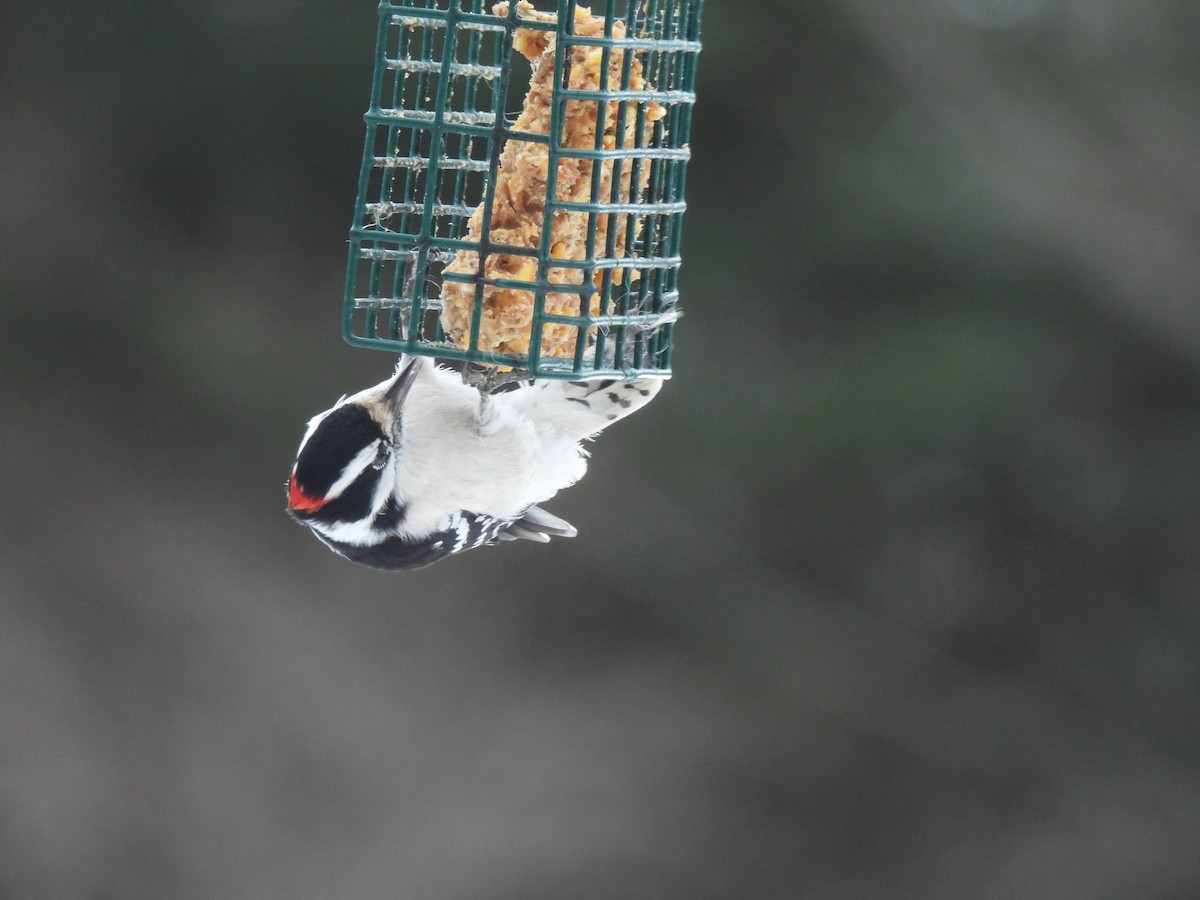 Downy Woodpecker - ML645870052