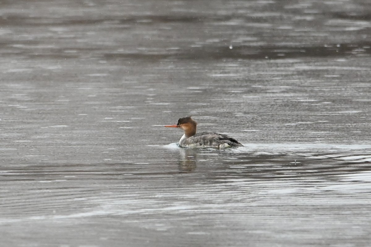 Zerra ertaina - ML645870054