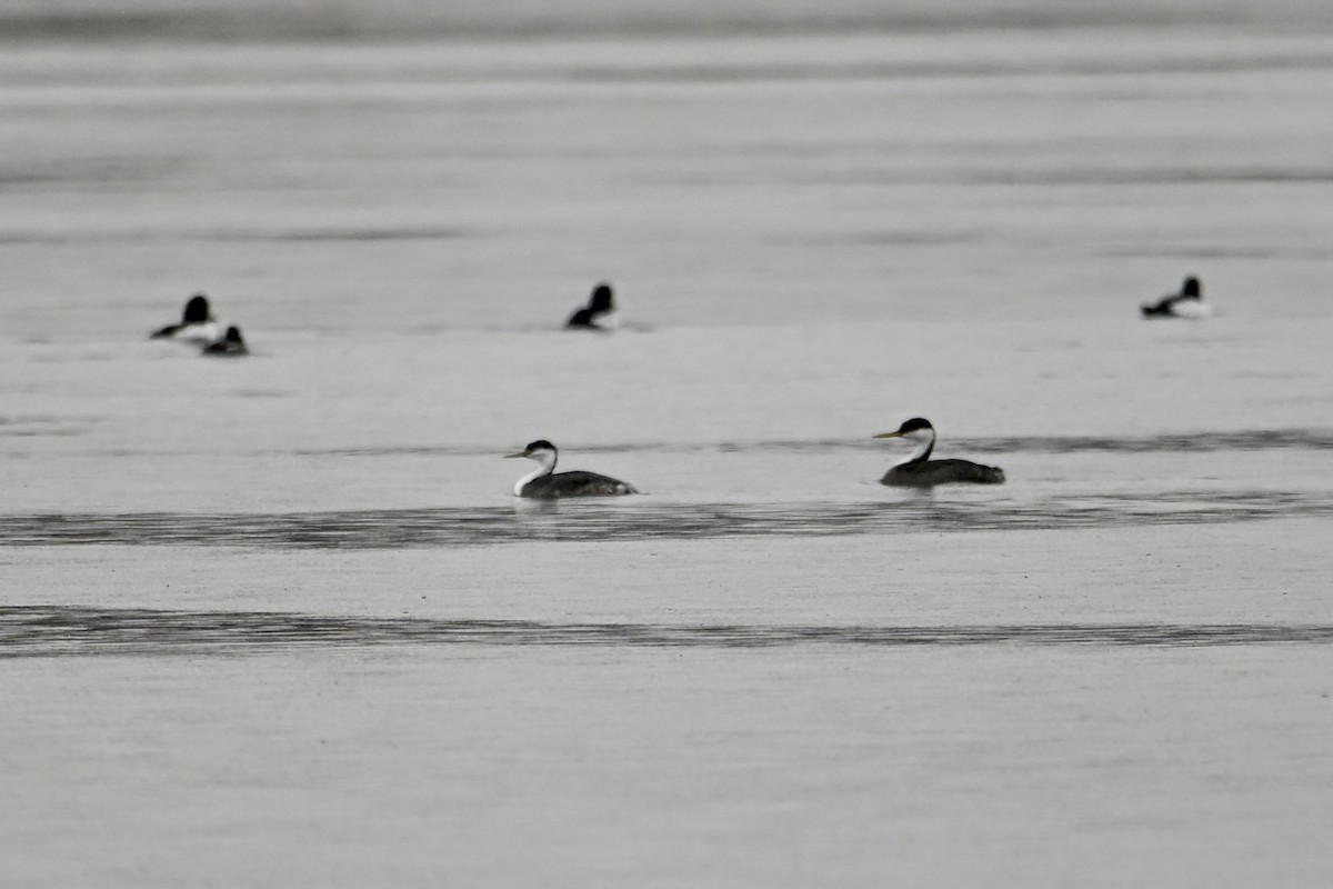 Western Grebe - ML645870058