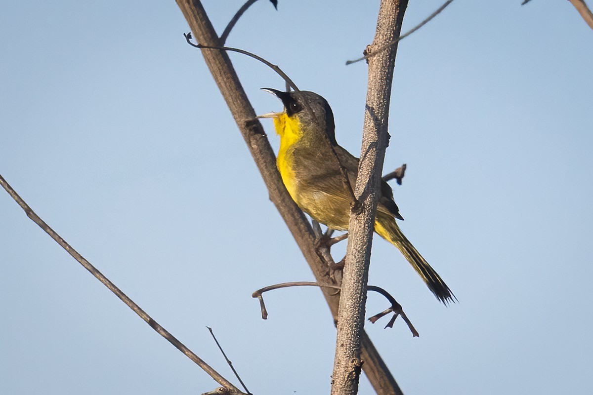Gray-crowned Yellowthroat - ML645870059