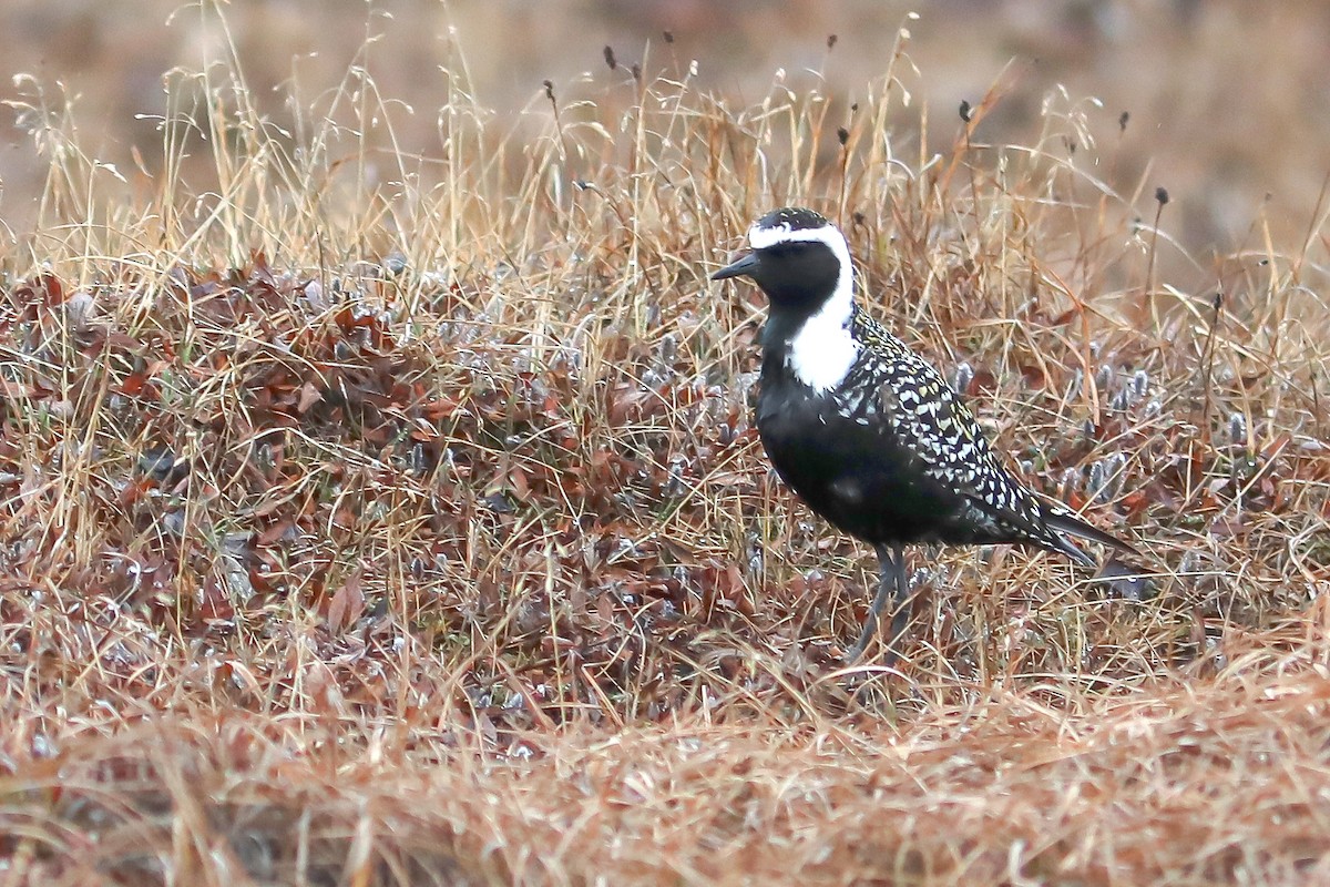 Pluvier bronzé - ML645870067