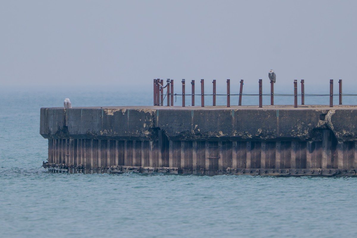 לילית שלג - ML645870072