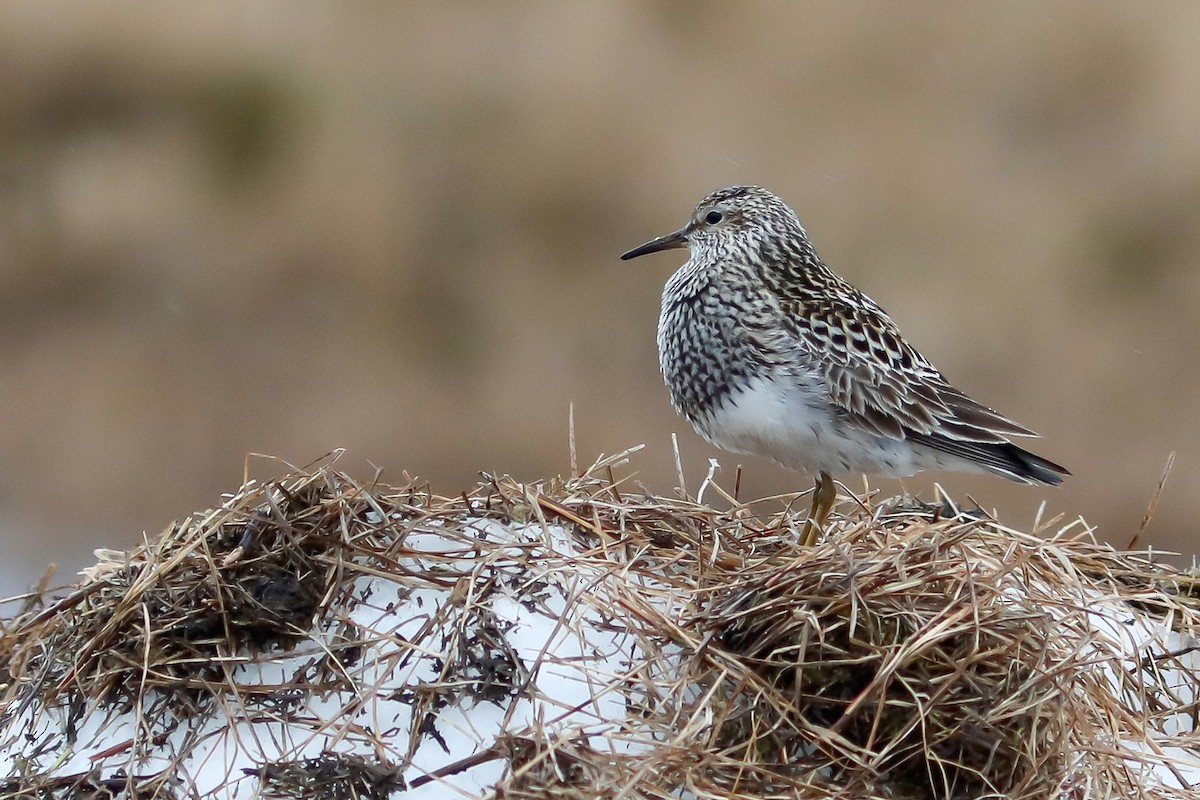 Bécasseau à poitrine cendrée - ML645870077