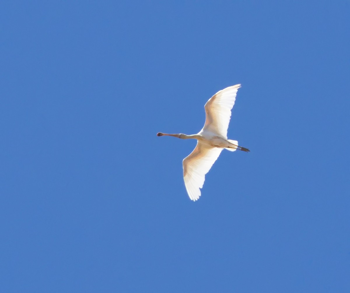 Yellow-billed Spoonbill - ML645870078