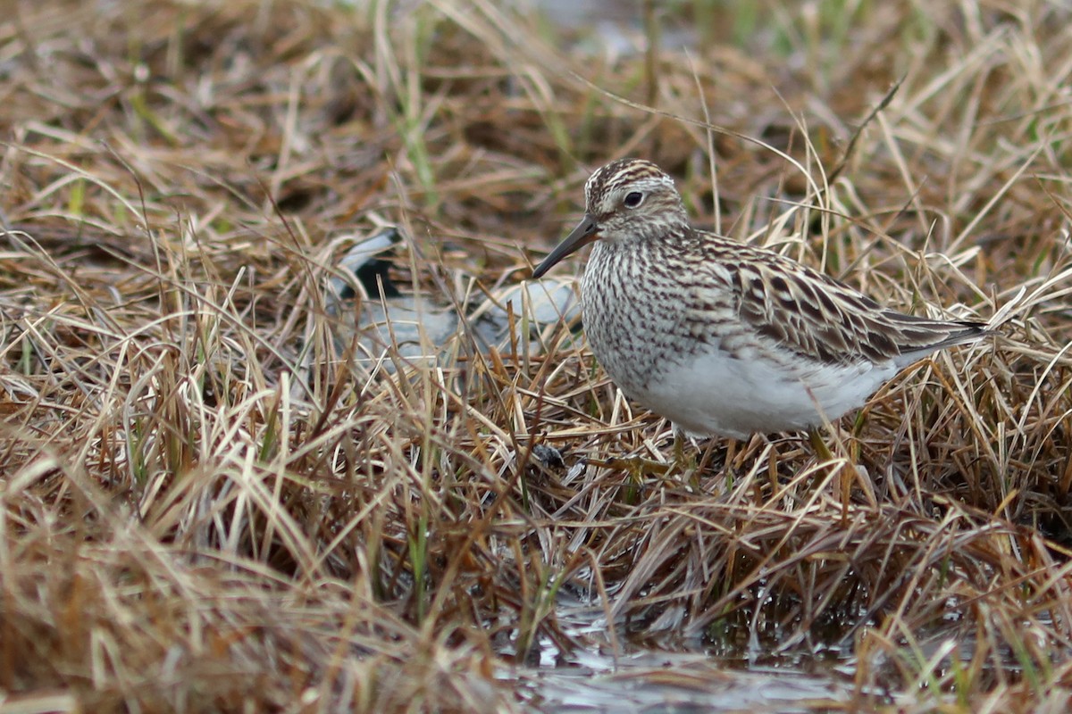 Bécasseau à poitrine cendrée - ML645870080