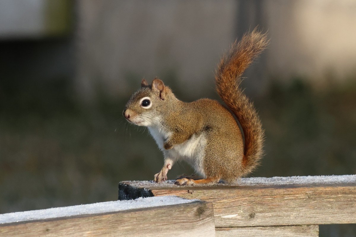 American Red Squirrel - ML645870089