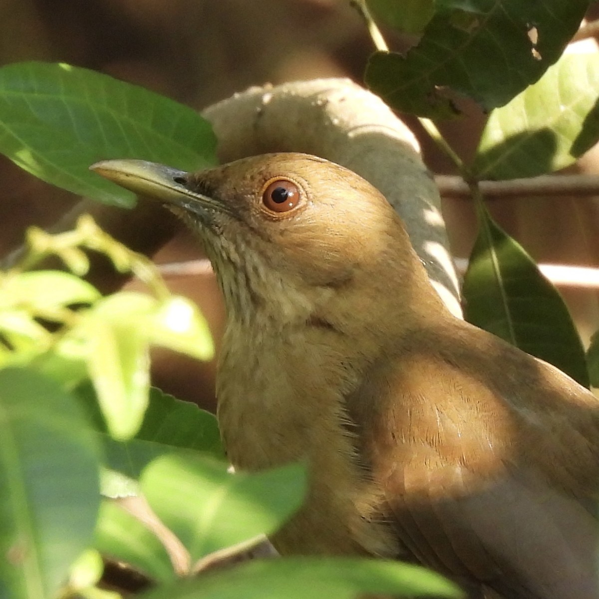 Clay-colored Thrush - ML645870093