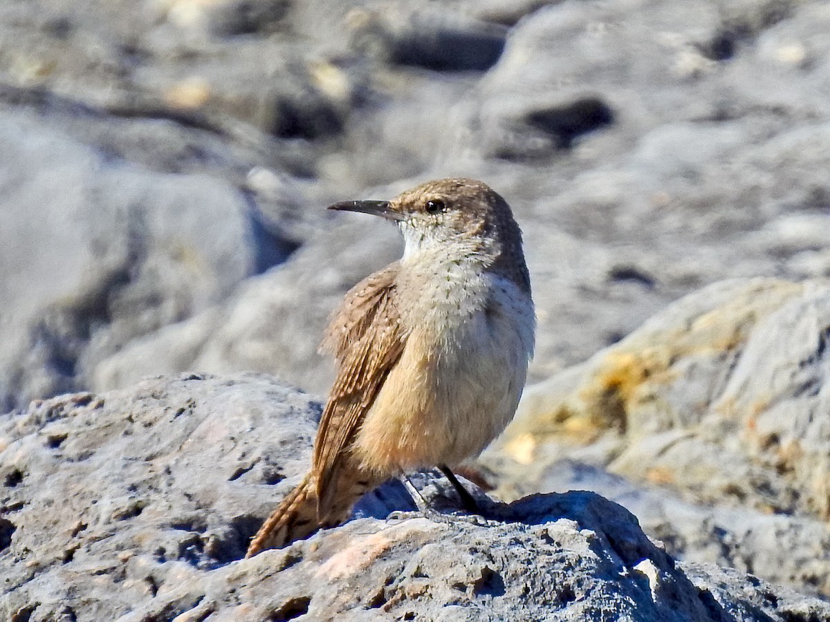 střízlík skalní - ML645870094