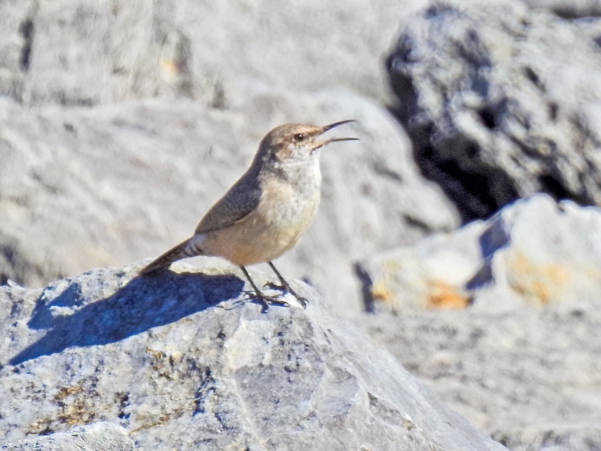 střízlík skalní - ML645870095