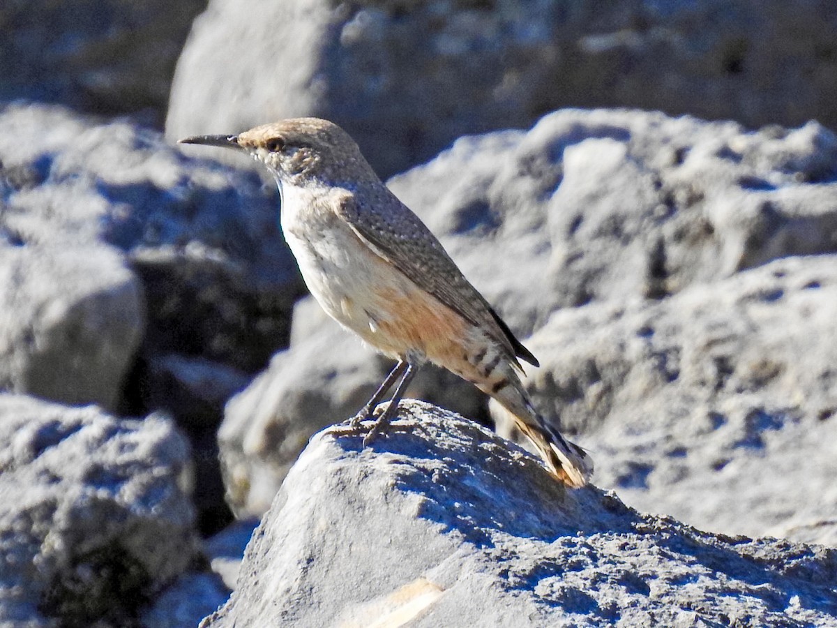 střízlík skalní - ML645870096