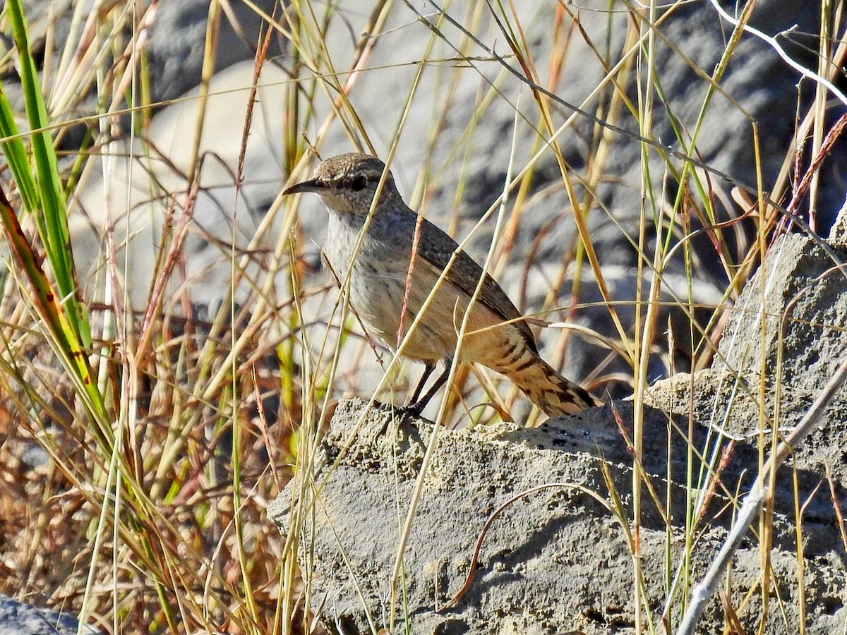 střízlík skalní - ML645870097