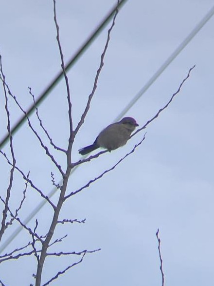 Antzandobi boreala - ML645870099