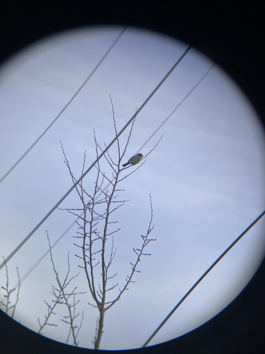 Antzandobi boreala - ML645870100