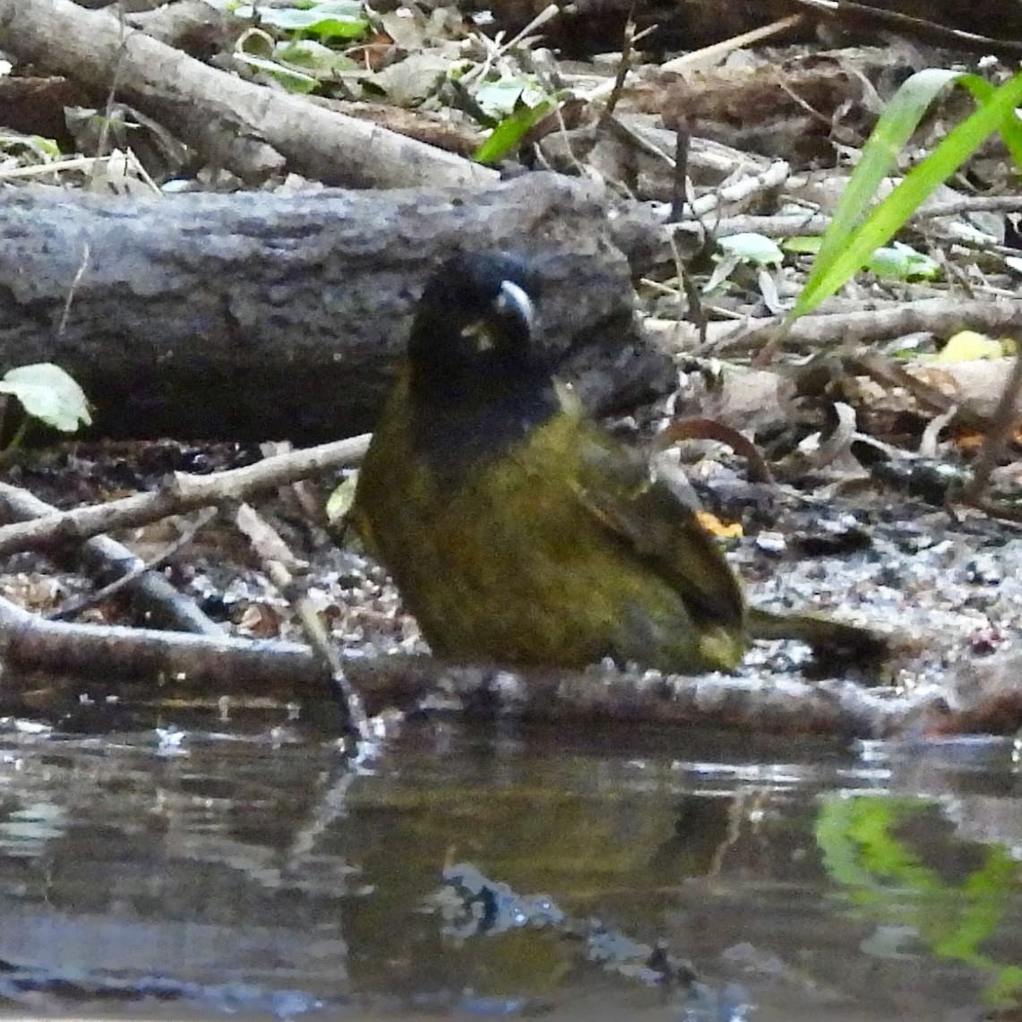 Crimson-collared Grosbeak - ML645870110