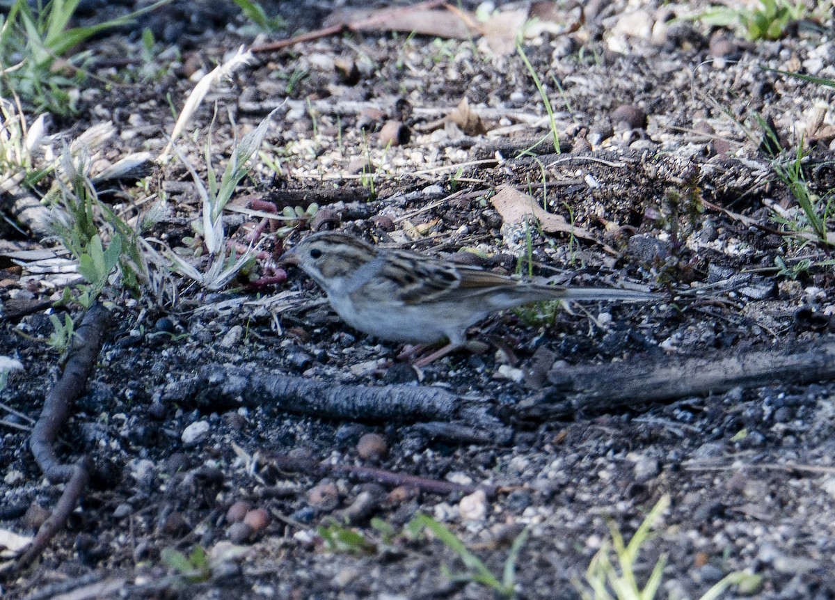 Clay-colored Sparrow - ML645870115