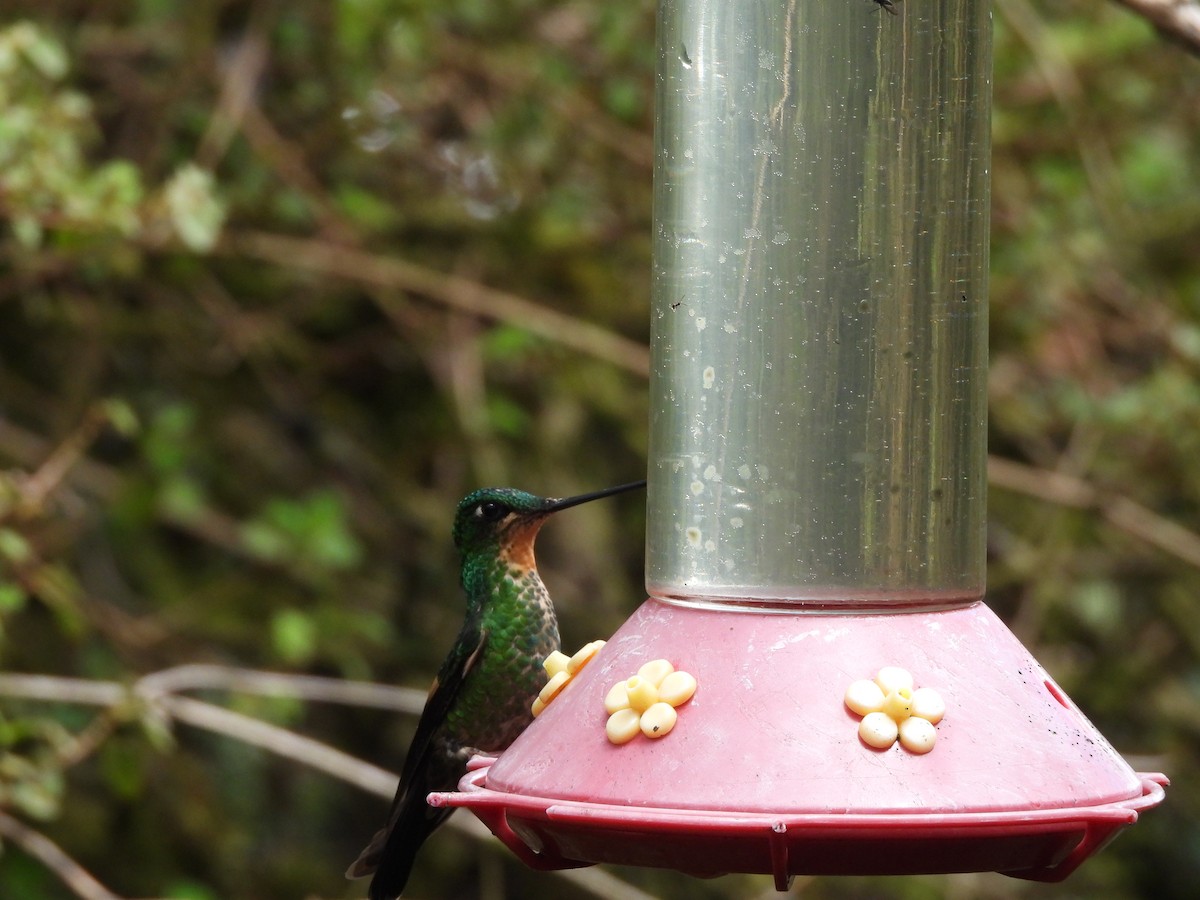 Smaragdkehl-Glanzschwänzchen - ML645870116