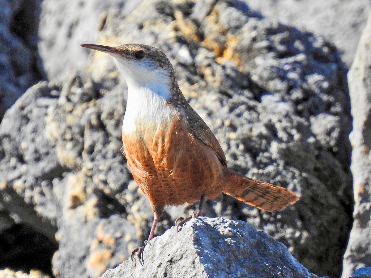 střízlík kaňonový - ML645870119