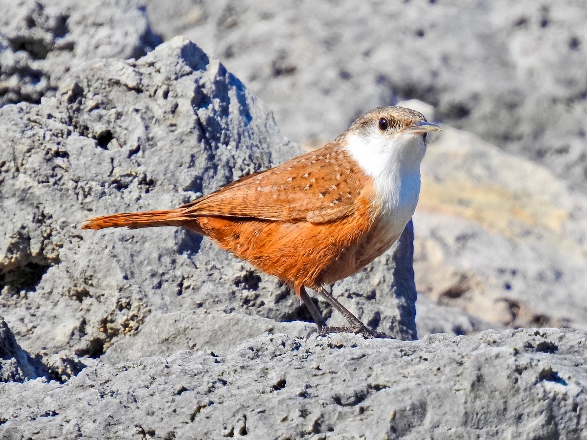 střízlík kaňonový - ML645870120