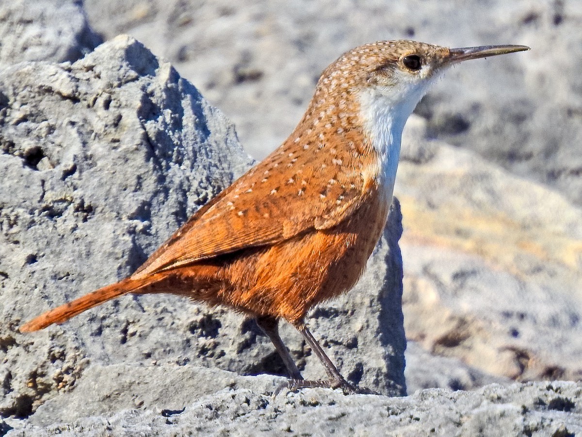 střízlík kaňonový - ML645870121