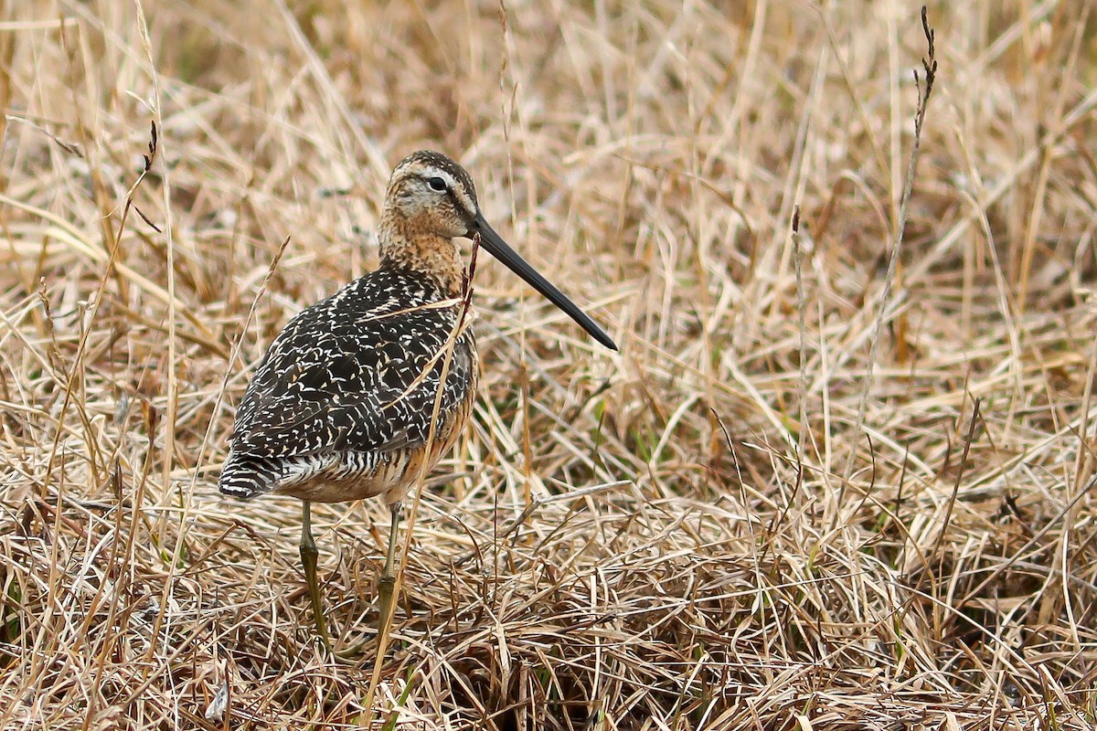 Bécassin à long bec - ML645870131