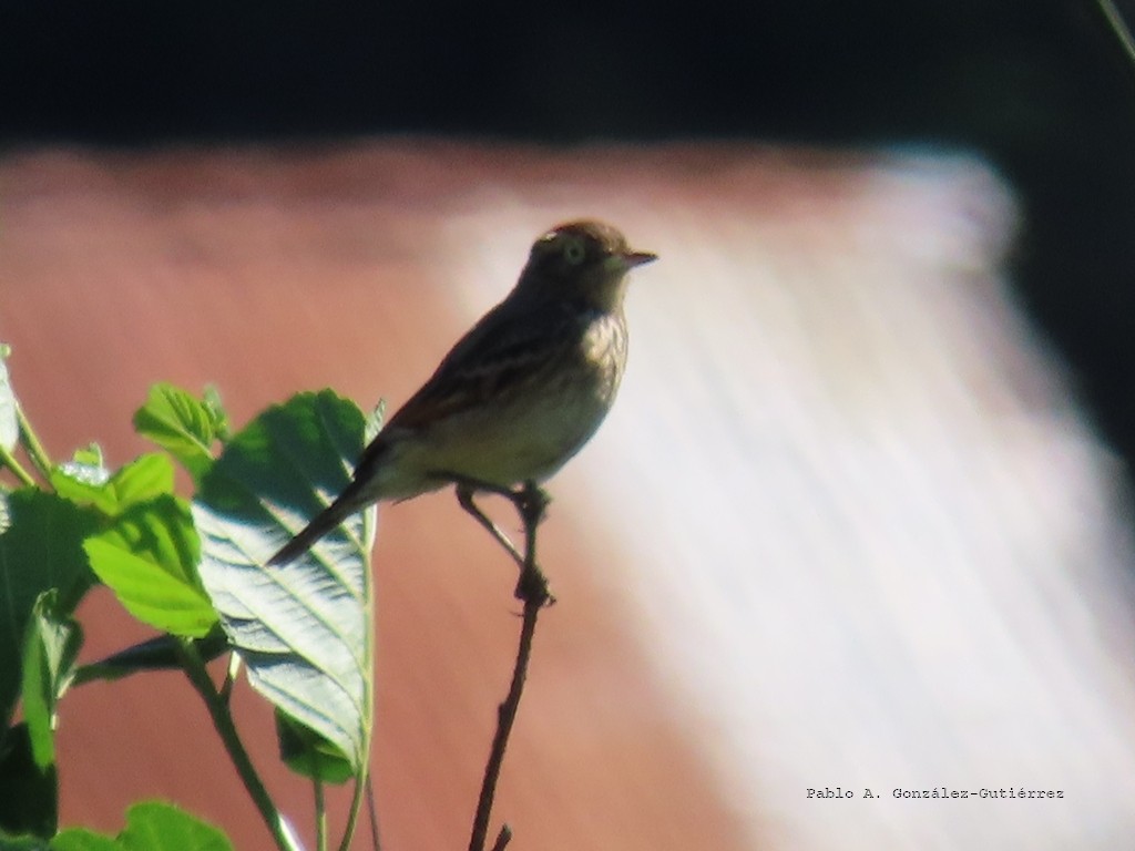 Spectacled Tyrant - ML645870133