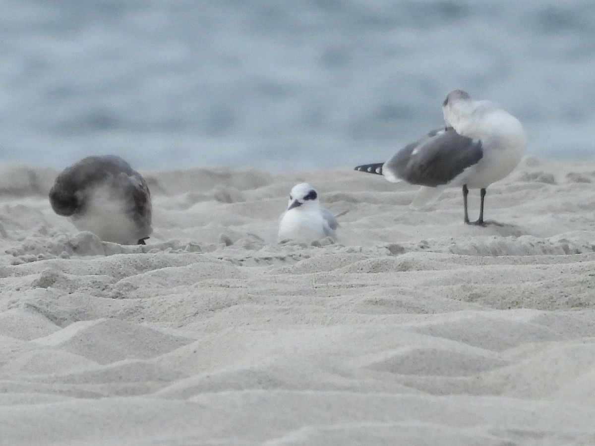 Forster's Tern - ML645870135
