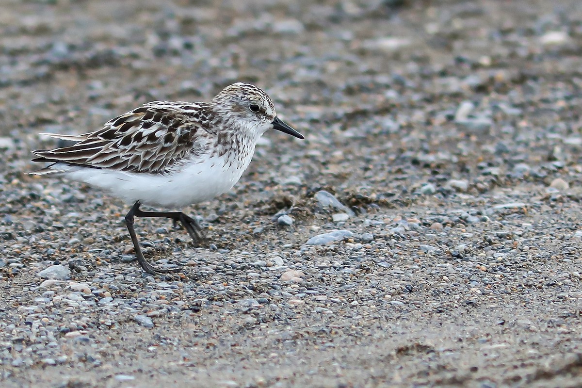 Bécasseau semipalmé - ML645870137