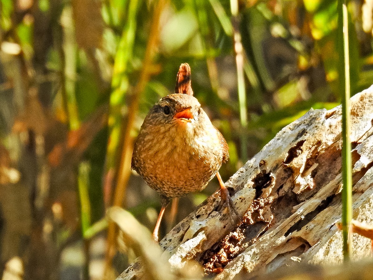 střízlík kanadský - ML645870138