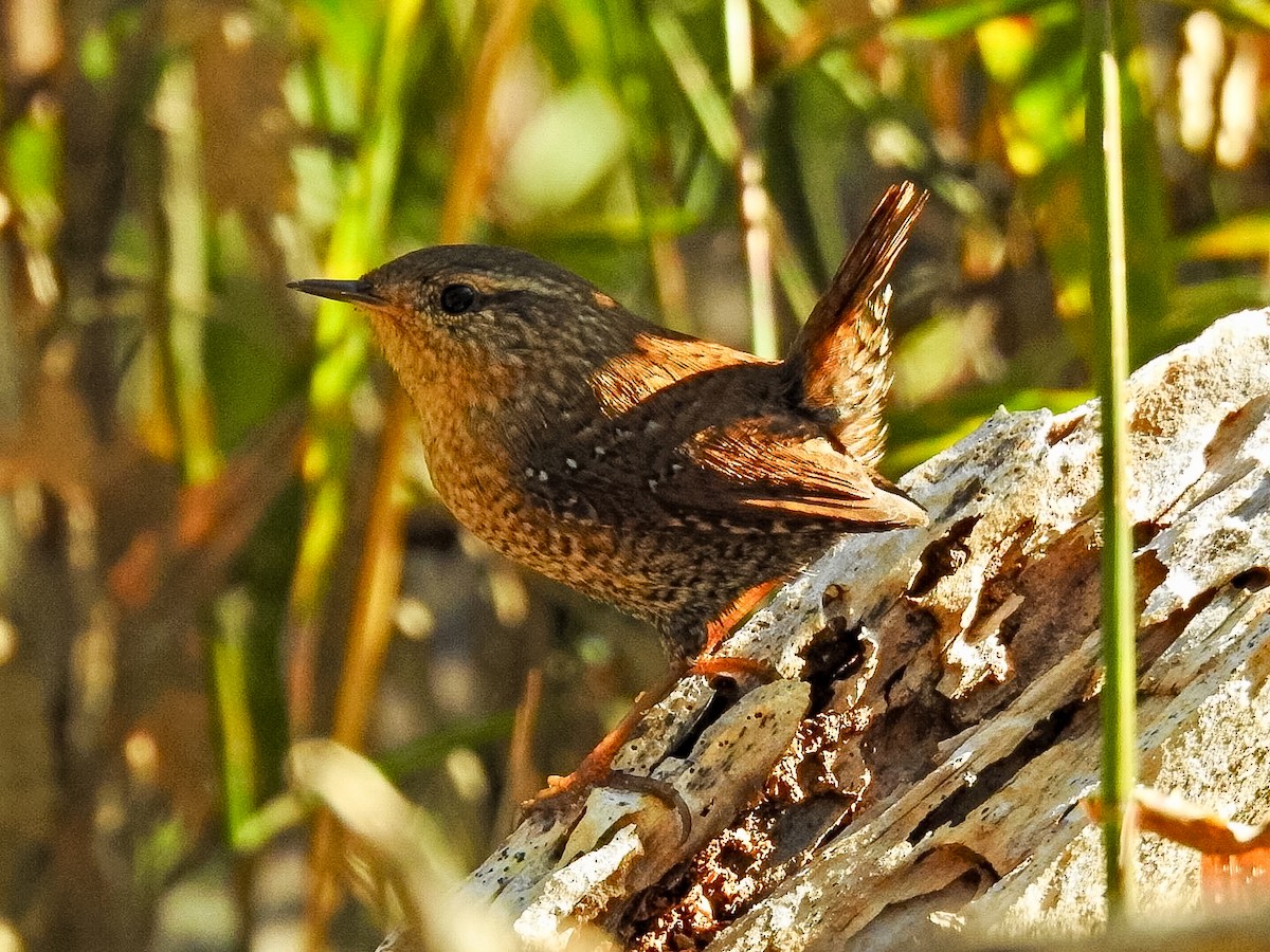 střízlík kanadský - ML645870139