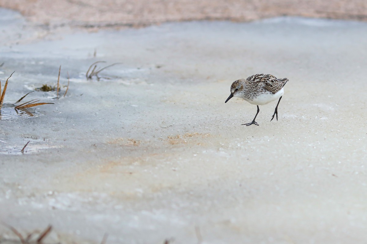 Bécasseau semipalmé - ML645870141