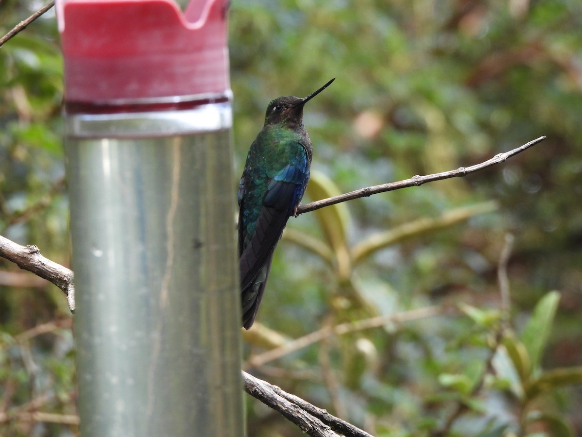 Blauflügelkolibri - ML645870145
