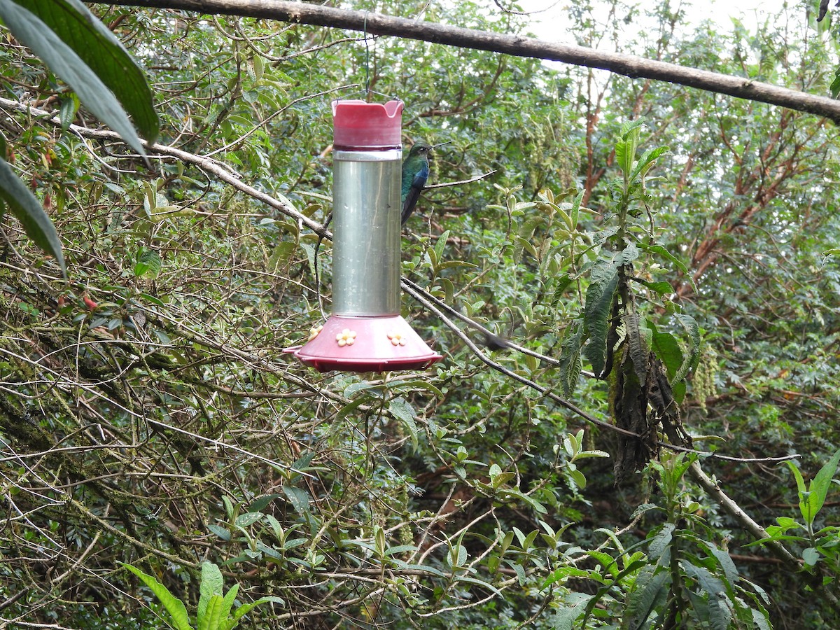 Blauflügelkolibri - ML645870146