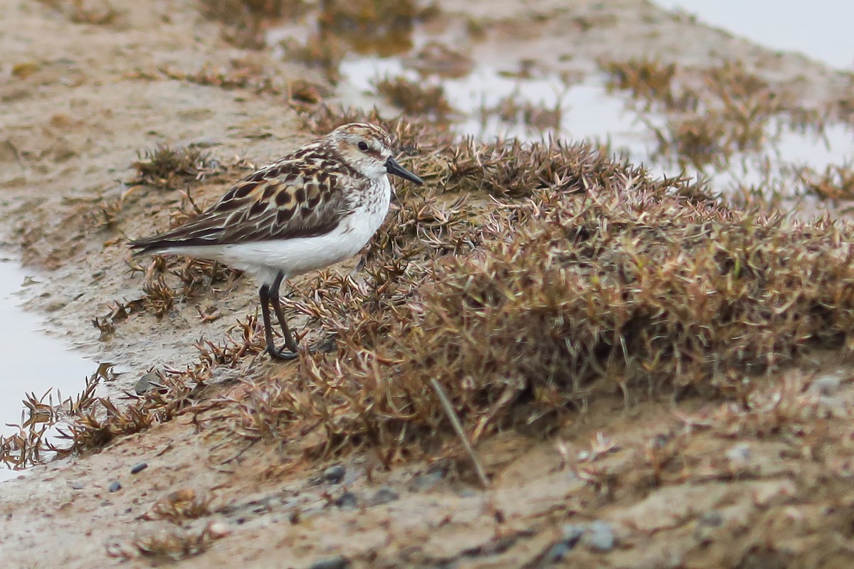 Bécasseau semipalmé - ML645870148