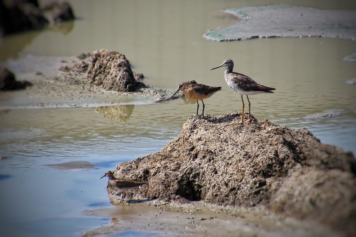 Bécassin roux - ML645870154