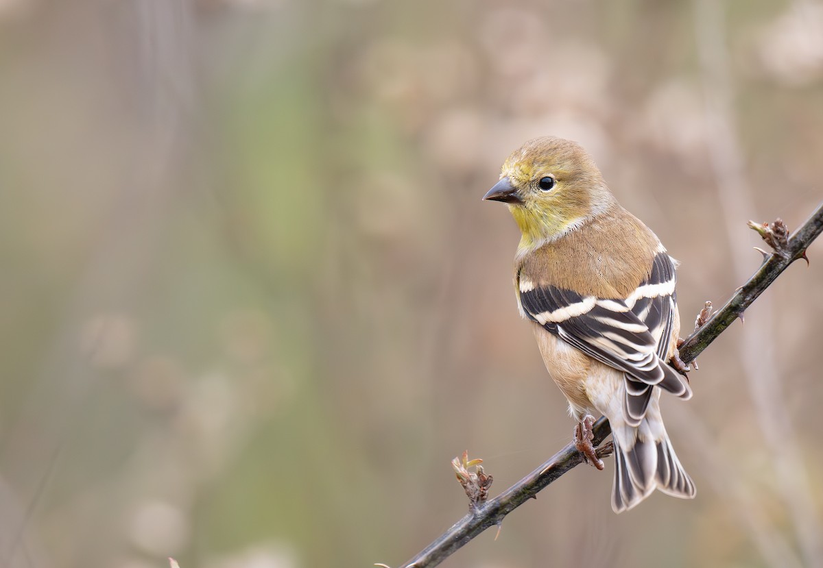 オウゴンヒワ - ML645870157