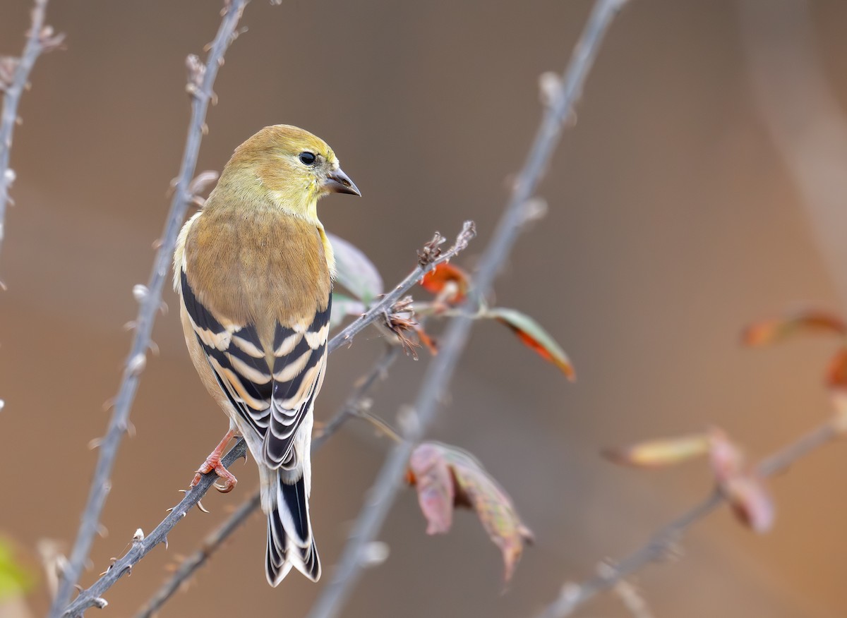 オウゴンヒワ - ML645870158