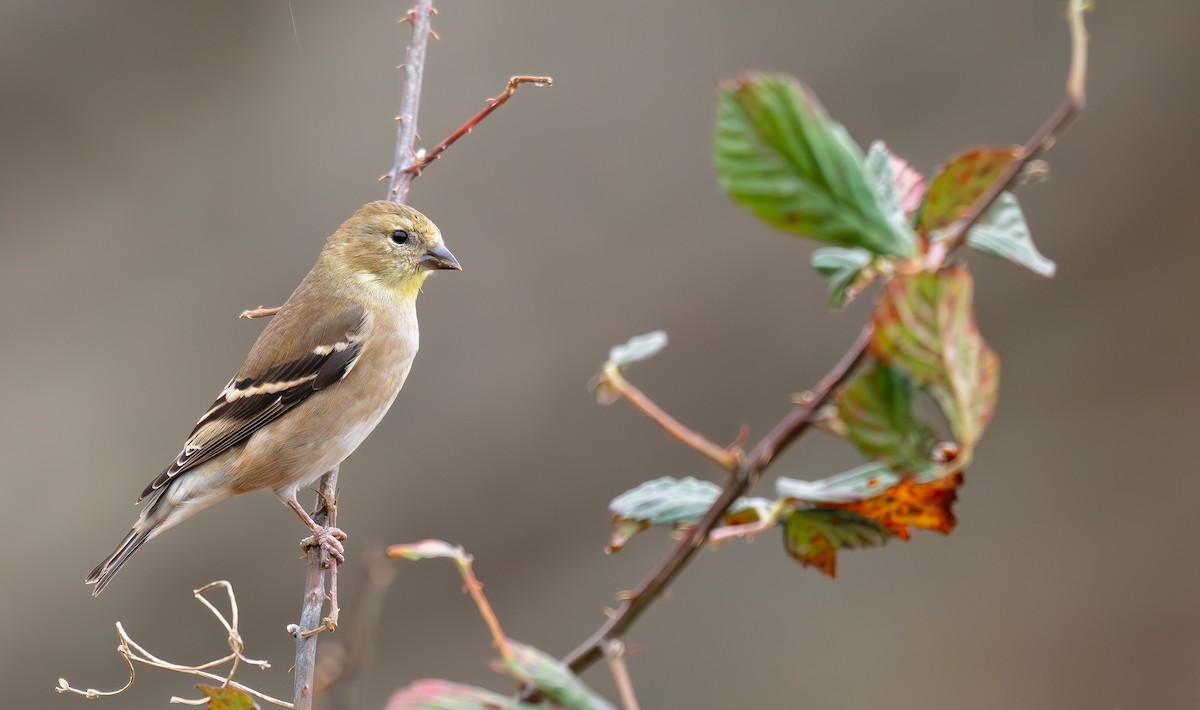 オウゴンヒワ - ML645870159