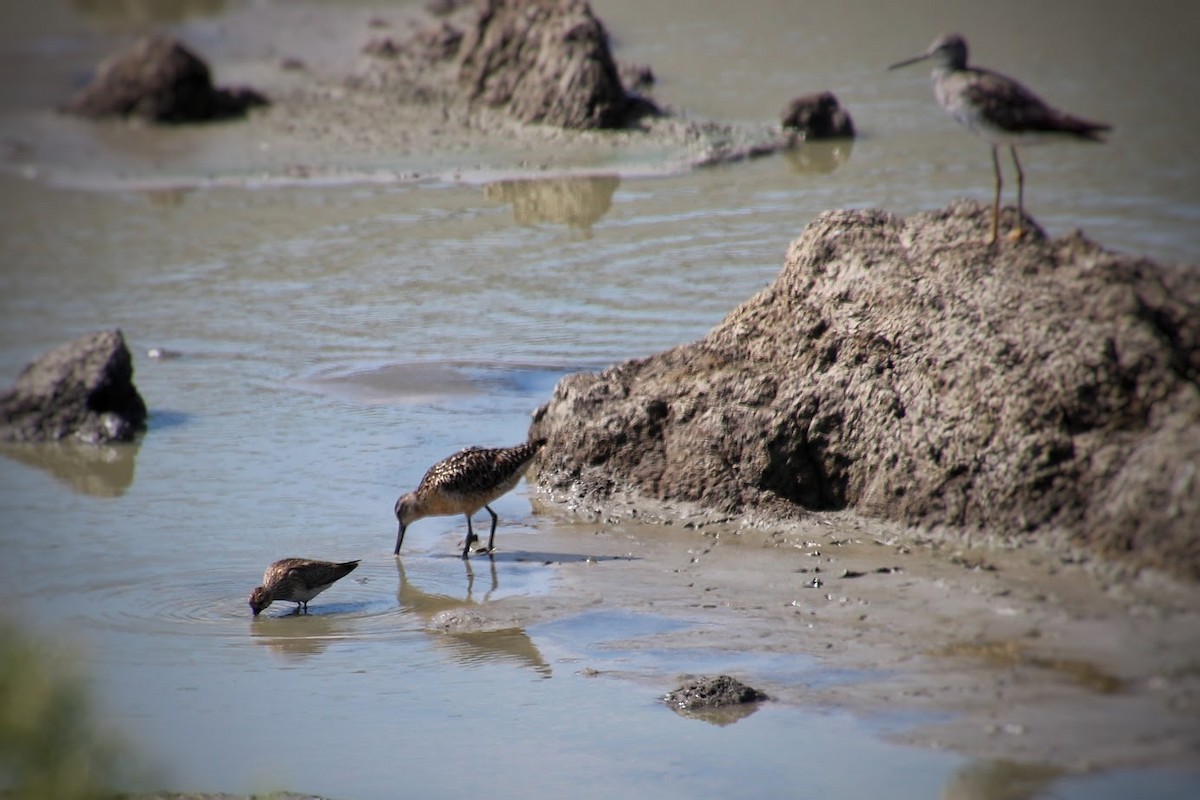 Bécassin roux - ML645870161