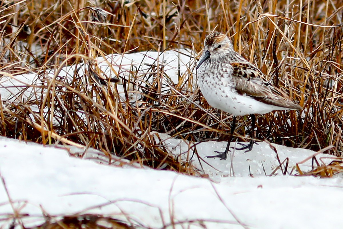 Bécasseau d'Alaska - ML645870164