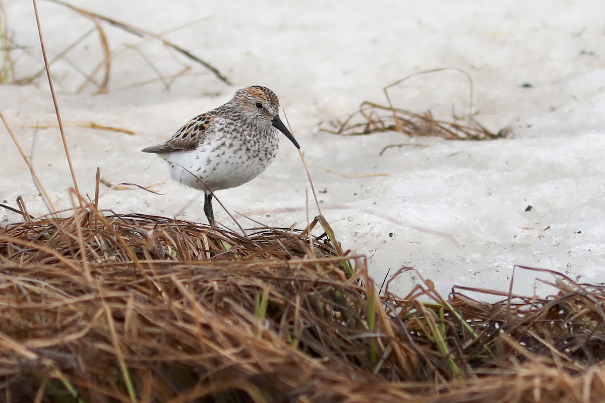 Bécasseau d'Alaska - ML645870171