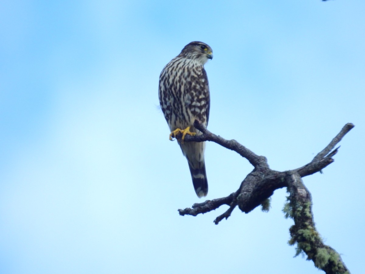 Merlin - ML645870172